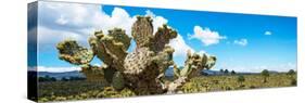 ¡Viva Mexico! Panoramic Collection - Desert Cactus VII-Philippe Hugonnard-Stretched Canvas