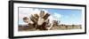 ¡Viva Mexico! Panoramic Collection - Desert Cactus VIII-Philippe Hugonnard-Framed Photographic Print