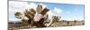 ¡Viva Mexico! Panoramic Collection - Desert Cactus VIII-Philippe Hugonnard-Mounted Photographic Print