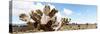 ¡Viva Mexico! Panoramic Collection - Desert Cactus VIII-Philippe Hugonnard-Stretched Canvas