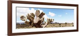 ¡Viva Mexico! Panoramic Collection - Desert Cactus VIII-Philippe Hugonnard-Framed Photographic Print