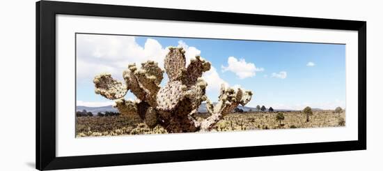 ¡Viva Mexico! Panoramic Collection - Desert Cactus VIII-Philippe Hugonnard-Framed Photographic Print