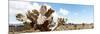 ¡Viva Mexico! Panoramic Collection - Desert Cactus VIII-Philippe Hugonnard-Mounted Photographic Print