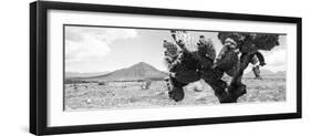 ¡Viva Mexico! Panoramic Collection - Desert Cactus-Philippe Hugonnard-Framed Photographic Print