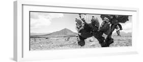 ¡Viva Mexico! Panoramic Collection - Desert Cactus-Philippe Hugonnard-Framed Photographic Print