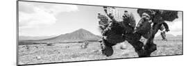¡Viva Mexico! Panoramic Collection - Desert Cactus-Philippe Hugonnard-Mounted Photographic Print