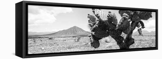 ¡Viva Mexico! Panoramic Collection - Desert Cactus-Philippe Hugonnard-Framed Stretched Canvas