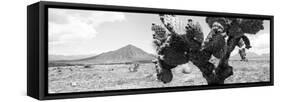 ¡Viva Mexico! Panoramic Collection - Desert Cactus-Philippe Hugonnard-Framed Stretched Canvas