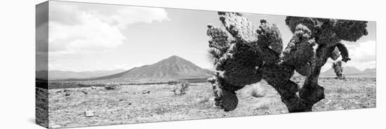 ¡Viva Mexico! Panoramic Collection - Desert Cactus-Philippe Hugonnard-Stretched Canvas