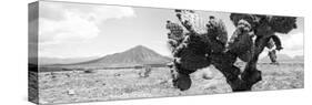 ¡Viva Mexico! Panoramic Collection - Desert Cactus-Philippe Hugonnard-Stretched Canvas