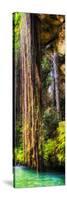 ¡Viva Mexico! Panoramic Collection - Hanging Roots of Ik-Kil Cenote V-Philippe Hugonnard-Stretched Canvas