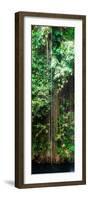 ¡Viva Mexico! Panoramic Collection - Hanging Roots of Ik-Kil Cenote VI-Philippe Hugonnard-Framed Photographic Print