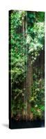 ¡Viva Mexico! Panoramic Collection - Hanging Roots of Ik-Kil Cenote VI-Philippe Hugonnard-Stretched Canvas