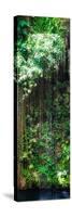 ¡Viva Mexico! Panoramic Collection - Hanging Roots of Ik-Kil Cenote VII-Philippe Hugonnard-Stretched Canvas