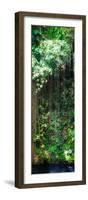 ¡Viva Mexico! Panoramic Collection - Hanging Roots of Ik-Kil Cenote VII-Philippe Hugonnard-Framed Photographic Print