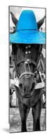 ¡Viva Mexico! Panoramic Collection - Horse with a Blue straw Hat-Philippe Hugonnard-Mounted Photographic Print