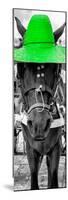 ¡Viva Mexico! Panoramic Collection - Horse with a Green straw Hat-Philippe Hugonnard-Mounted Photographic Print