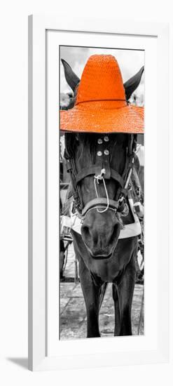 ¡Viva Mexico! Panoramic Collection - Horse with a Orange straw Hat-Philippe Hugonnard-Framed Photographic Print