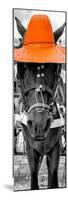 ¡Viva Mexico! Panoramic Collection - Horse with a Orange straw Hat-Philippe Hugonnard-Mounted Photographic Print