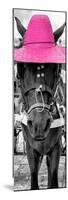 ¡Viva Mexico! Panoramic Collection - Horse with a Pink straw Hat-Philippe Hugonnard-Mounted Photographic Print