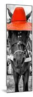 ¡Viva Mexico! Panoramic Collection - Horse with a Red straw Hat-Philippe Hugonnard-Mounted Photographic Print