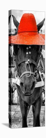 ¡Viva Mexico! Panoramic Collection - Horse with a Red straw Hat-Philippe Hugonnard-Stretched Canvas