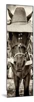 ¡Viva Mexico! Panoramic Collection - Horse with a straw Hat-Philippe Hugonnard-Mounted Photographic Print