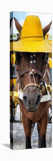 ¡Viva Mexico! Panoramic Collection - Horse with a straw Hat-Philippe Hugonnard-Stretched Canvas