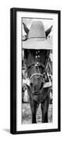 ¡Viva Mexico! Panoramic Collection - Horse with a straw Hat-Philippe Hugonnard-Framed Photographic Print