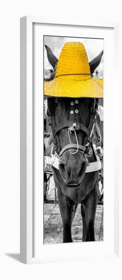 ¡Viva Mexico! Panoramic Collection - Horse with a Yellow straw Hat-Philippe Hugonnard-Framed Photographic Print