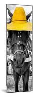 ¡Viva Mexico! Panoramic Collection - Horse with a Yellow straw Hat-Philippe Hugonnard-Mounted Photographic Print