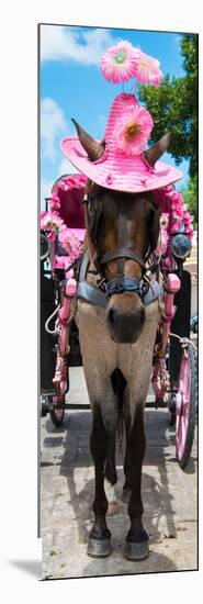 ¡Viva Mexico! Panoramic Collection - Horse with Pink Hat II-Philippe Hugonnard-Mounted Photographic Print