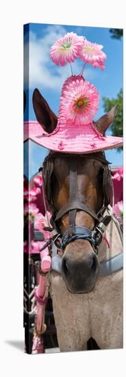 ¡Viva Mexico! Panoramic Collection - Horse with Pink Hat-Philippe Hugonnard-Stretched Canvas