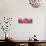 ¡Viva Mexico! Panoramic Collection - Hot Pink VW Beetle-Philippe Hugonnard-Stretched Canvas displayed on a wall