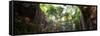 ¡Viva Mexico! Panoramic Collection - Ik-Kil Cenote-Philippe Hugonnard-Framed Stretched Canvas