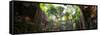 ¡Viva Mexico! Panoramic Collection - Ik-Kil Cenote-Philippe Hugonnard-Framed Stretched Canvas