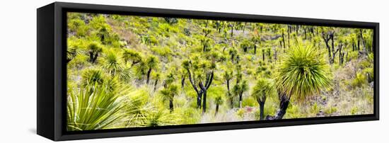 ¡Viva Mexico! Panoramic Collection - Joshua Trees-Philippe Hugonnard-Framed Stretched Canvas