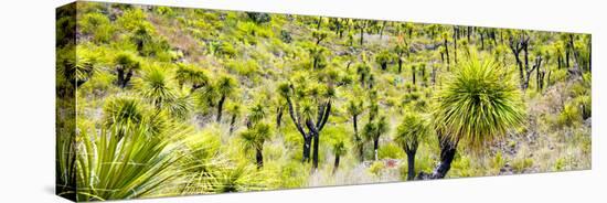 ¡Viva Mexico! Panoramic Collection - Joshua Trees-Philippe Hugonnard-Stretched Canvas