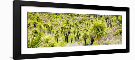 ¡Viva Mexico! Panoramic Collection - Joshua Trees-Philippe Hugonnard-Framed Premium Photographic Print