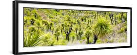 ¡Viva Mexico! Panoramic Collection - Joshua Trees-Philippe Hugonnard-Framed Premium Photographic Print