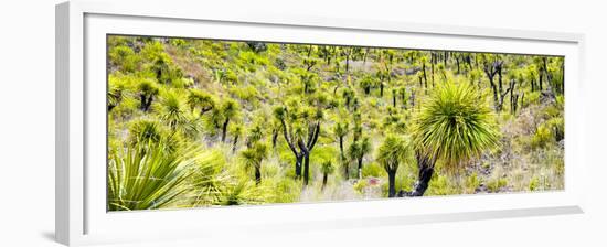 ¡Viva Mexico! Panoramic Collection - Joshua Trees-Philippe Hugonnard-Framed Premium Photographic Print