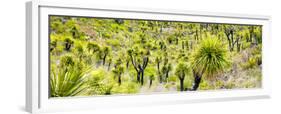 ¡Viva Mexico! Panoramic Collection - Joshua Trees-Philippe Hugonnard-Framed Premium Photographic Print