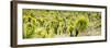 ¡Viva Mexico! Panoramic Collection - Joshua Trees-Philippe Hugonnard-Framed Photographic Print