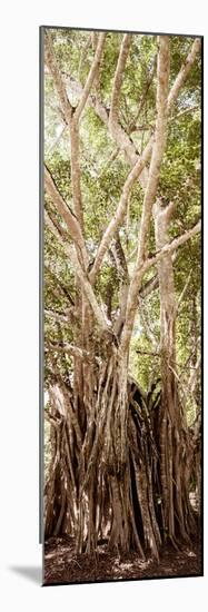 ¡Viva Mexico! Panoramic Collection - Jungle Trees III-Philippe Hugonnard-Mounted Photographic Print