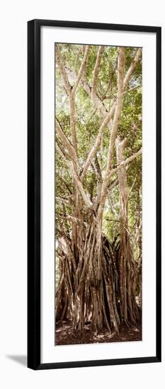 ¡Viva Mexico! Panoramic Collection - Jungle Trees III-Philippe Hugonnard-Framed Photographic Print