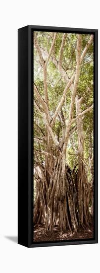 ¡Viva Mexico! Panoramic Collection - Jungle Trees III-Philippe Hugonnard-Framed Stretched Canvas