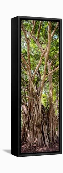 ¡Viva Mexico! Panoramic Collection - Jungle Trees-Philippe Hugonnard-Framed Stretched Canvas