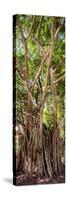 ¡Viva Mexico! Panoramic Collection - Jungle Trees-Philippe Hugonnard-Stretched Canvas