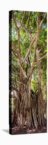 ¡Viva Mexico! Panoramic Collection - Jungle Trees-Philippe Hugonnard-Stretched Canvas