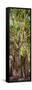 ¡Viva Mexico! Panoramic Collection - Jungle Trees-Philippe Hugonnard-Framed Stretched Canvas